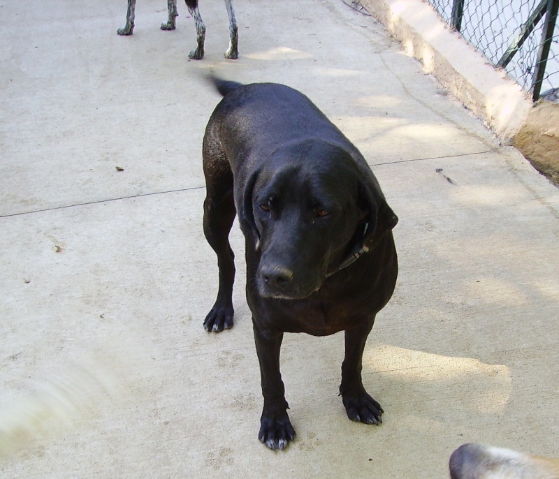 Neru Labrador Noir de 3 ans à l'adoption (dept20) Pict0611