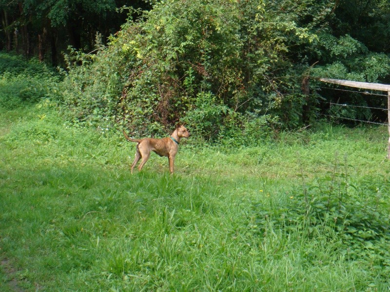 Choisir son chien étape par étape pour les nuls  Dsc02610