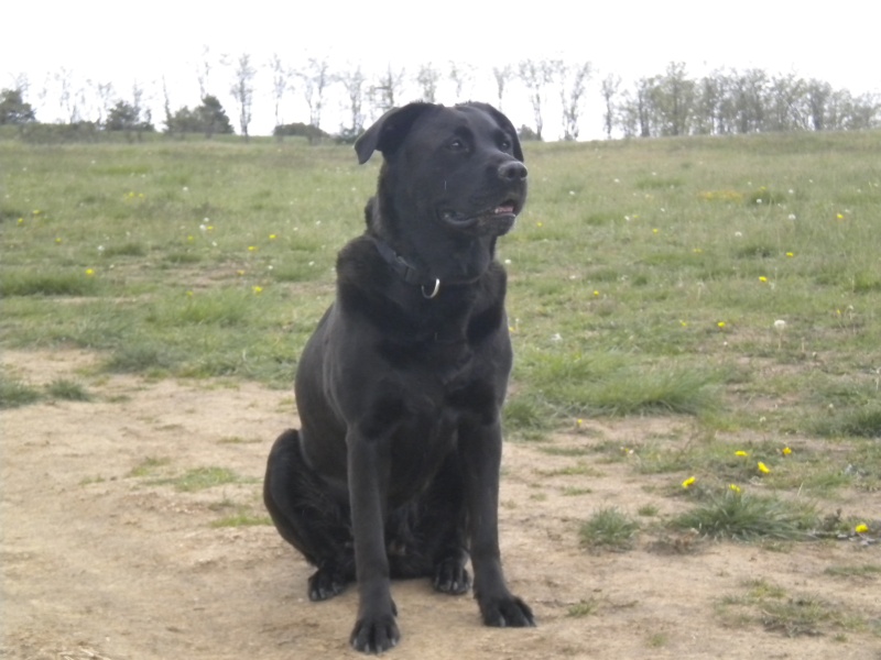 Galia femelle labrador de 4 ans- Adoptée - 88 - Page 2 Dscn3115