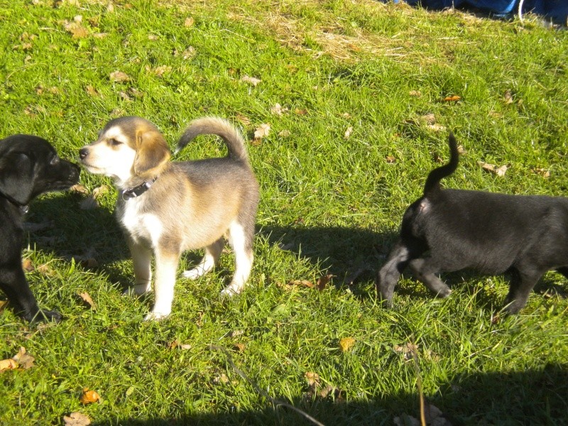 Hermione/Hybride, Femelle croisée Husky Labrador - Rescue labrador Dscn7818