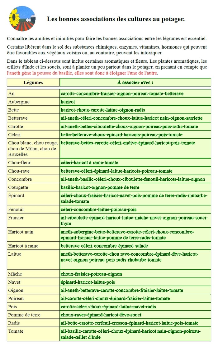 Les bonnes associations des cultures au potager