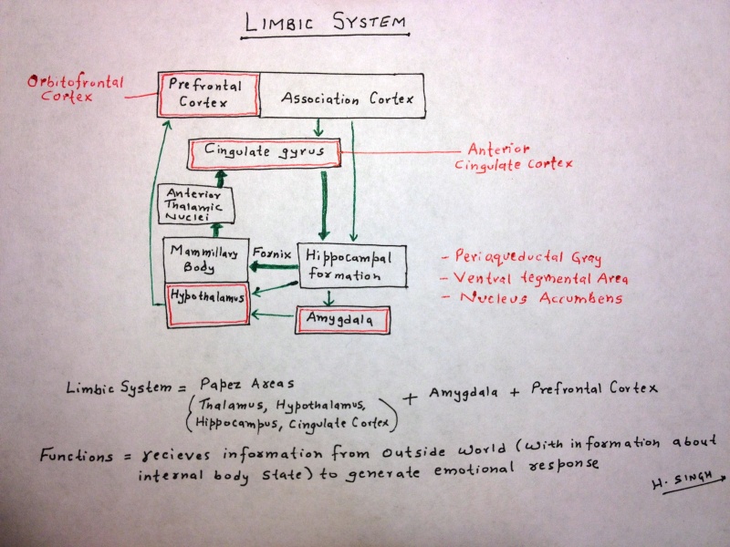  ABPN Initial Certification Exam 2015 - Page 2 Limbic10