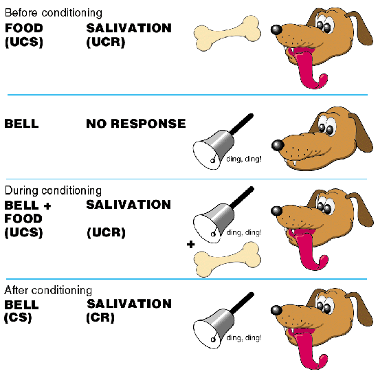 Classic Conditioning Vs Operant Conditioning Pavlov10