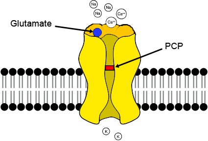 Phencyclidine Model of Schizophrenia Water_10