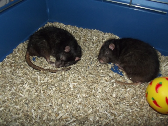 3 rats mâles à adopter ( 67 ) - Page 2 Dscf1436