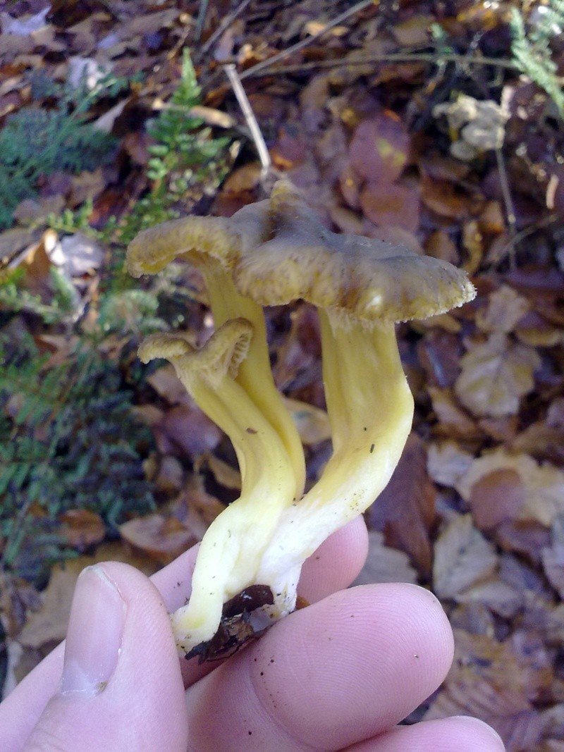 Craterellus tubaeformis: ce qu'offre la forêt en ce moment. 15112011