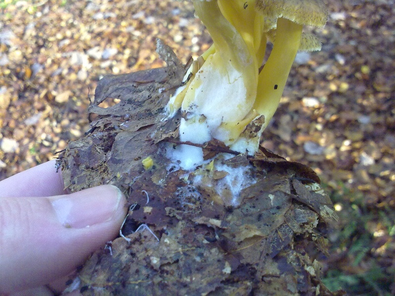 Craterellus tubaeformis: ce qu'offre la forêt en ce moment. 15112012