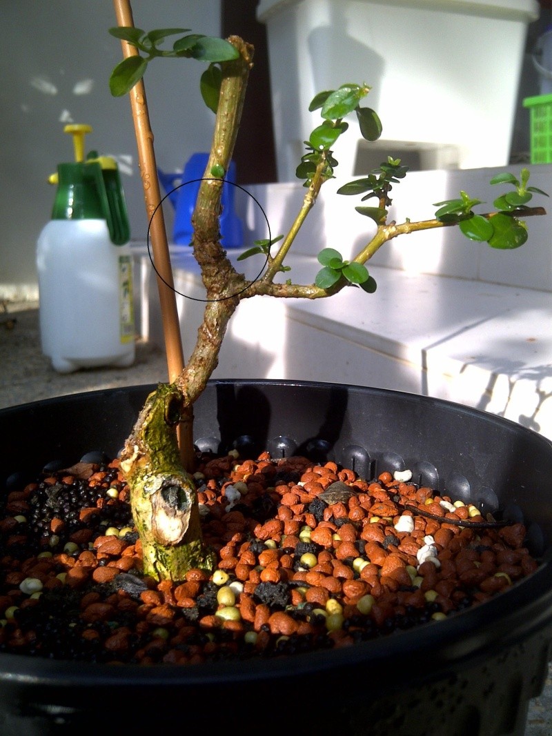 Pre-Bonsai Premna Reverse Taper Premna10