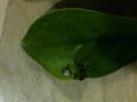 Leaf spotting and Warping - Ficus Img-2012