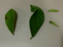 Leaf spotting and Warping - Ficus Img-2013