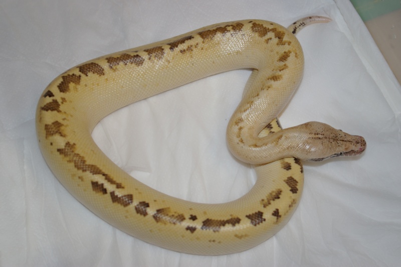 Serie photos des pythons de cyril phases divers...  Imgp6346