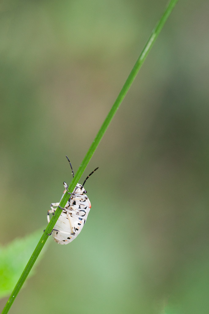 pentatomidae: Eurydema ornata _mg_2311