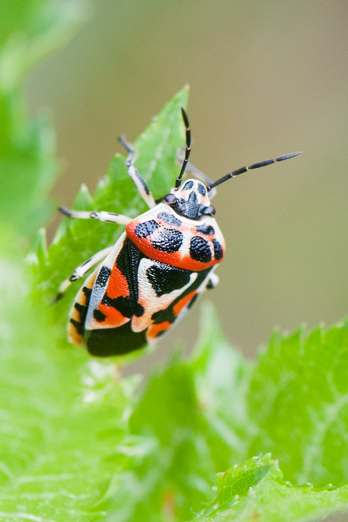 pentatomidae: Eurydema ornata _mg_2312