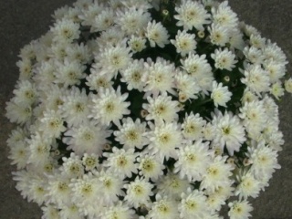 Govor cveća Bele-h10