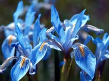Govor cveća Iris10