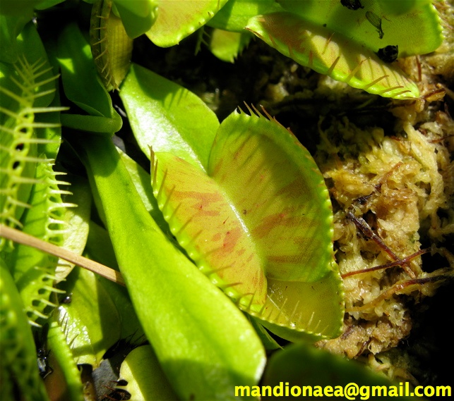 Dionaea "Charly Mandon's Spotted" 2011di11