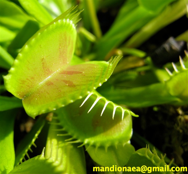 Dionaea "Charly Mandon's Spotted" 2011di12