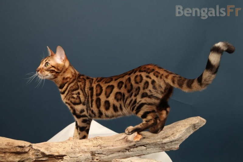 chat bengale hypoallergène