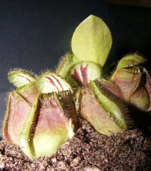 Cephalotus "Follicularis" Captur23