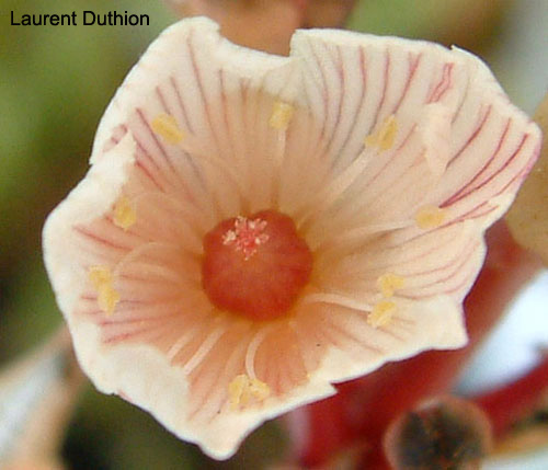 Dionaea "G2" Fleur-10