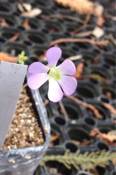 Pinguicula "Esseriana" Imagel10