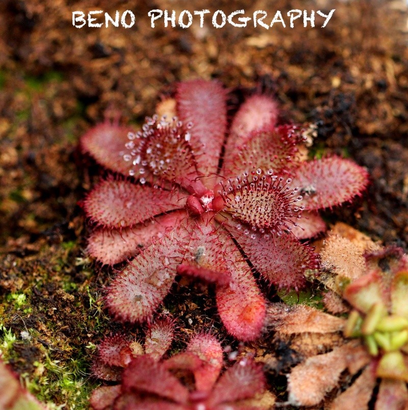 Drosera "Hamiltonii" Img_0818