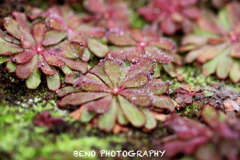 Drosera "Hamiltonii" Img_0819