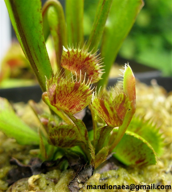 Dionaea "Spotty" Img_6412