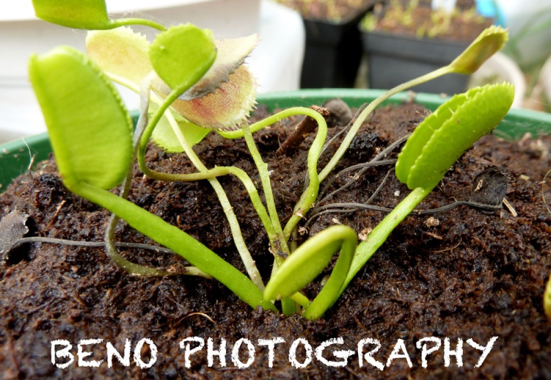 Dionaea "Korean Melody Shark" Melody10