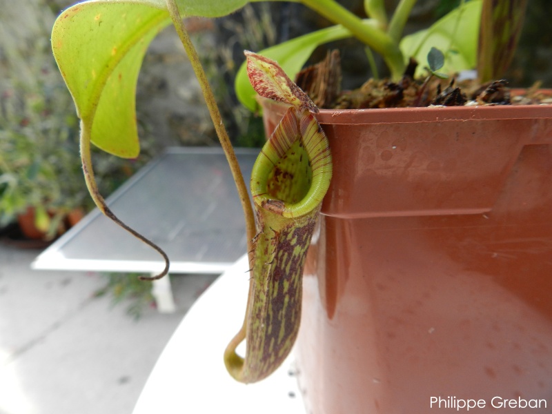 Nepenthes "Fusca Sarawak" N_fusc10