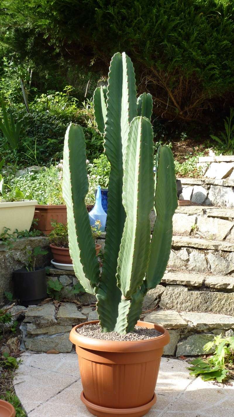 Cactus Beno P1000412
