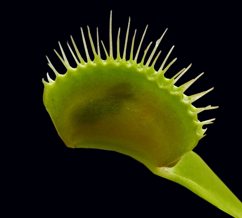 Dionaea "Type" P1010611