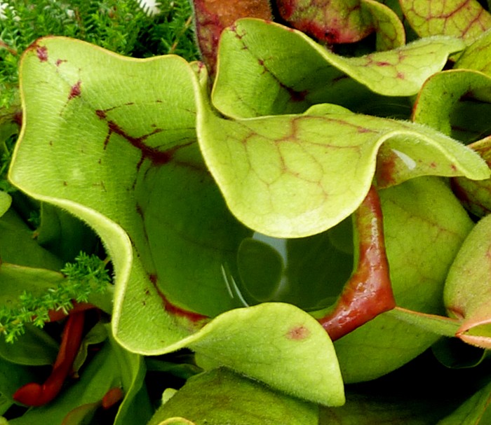 Sarracenia "Purpurea" P1010612