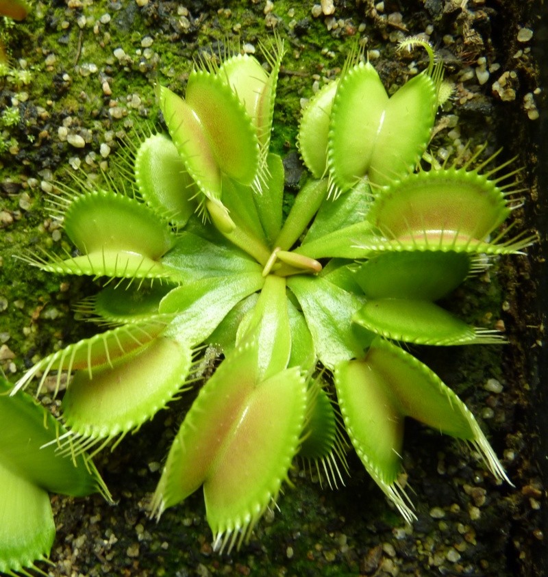 Fiche de Culture des Dionées (Dionaea Muscipula)  P1030814