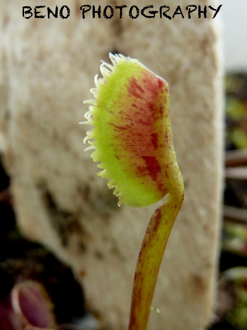 Dionaea "Spotty" P1050311