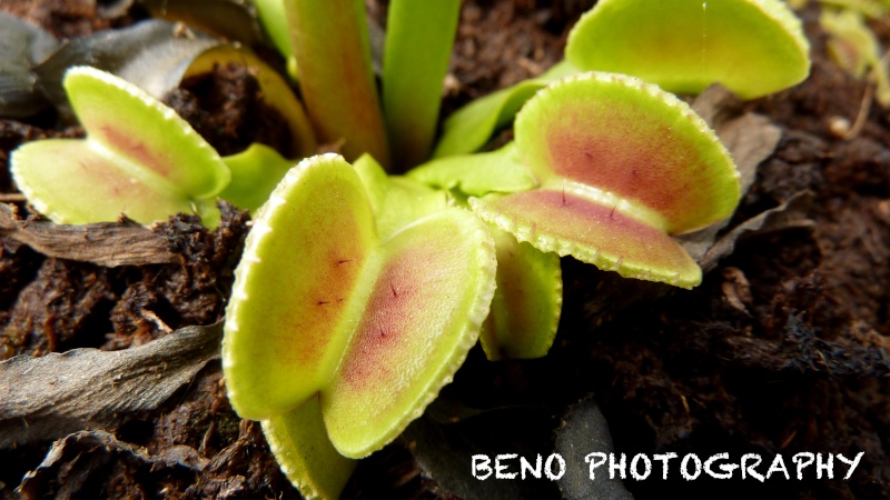 Dionaea "Coquillage" P1050410