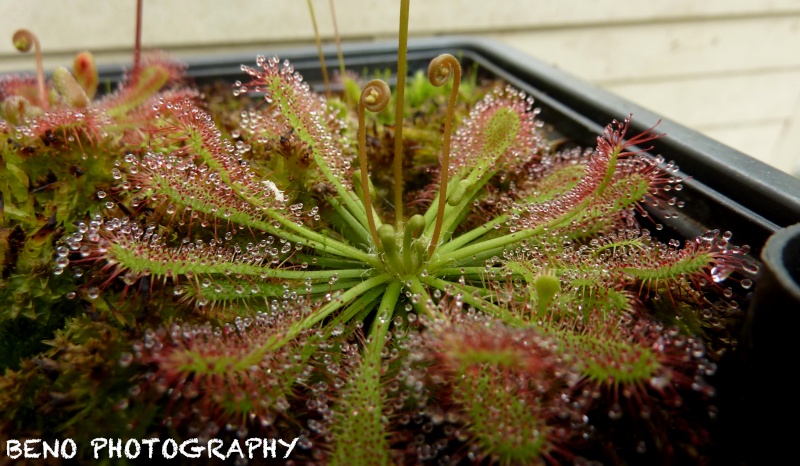 Drosera "X Watari" P1060812