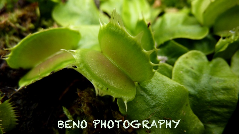 Dionaea "Fused Tooth" P1070311