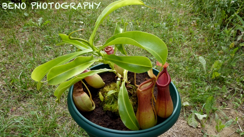 Nepenthes "X Ventrata" P1070315