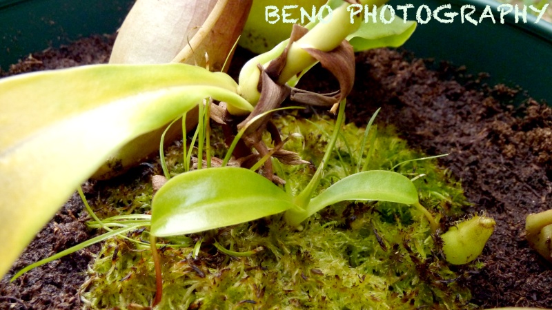 Nepenthes "X Ventrata" P1070318