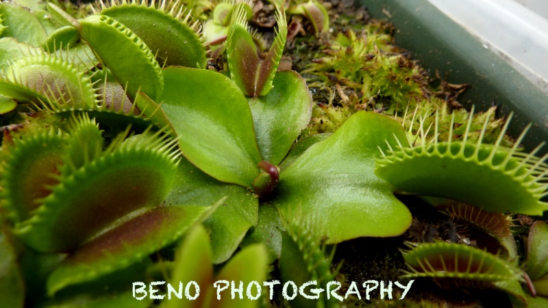 Dionaea "Akai Ryu" / "Red Dragon" P1070411