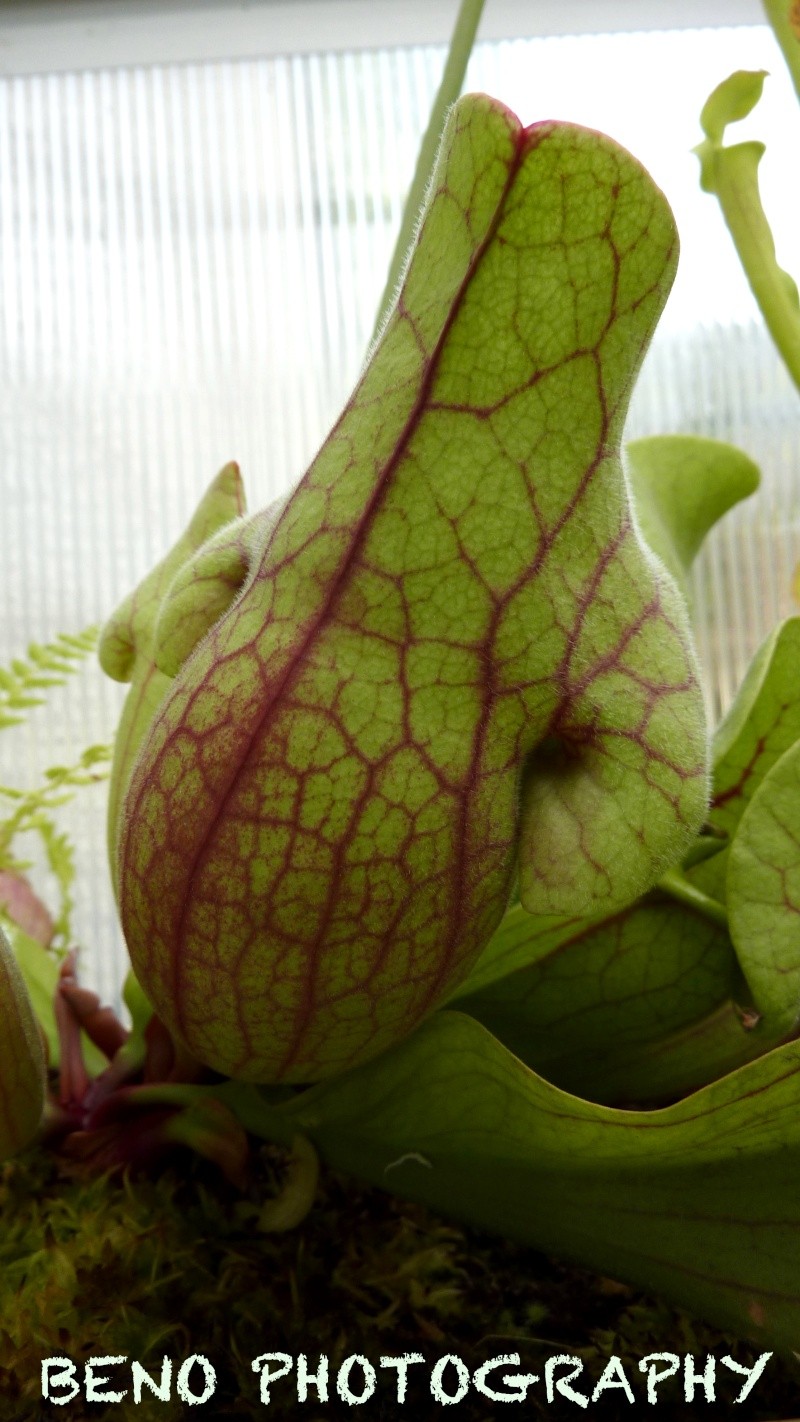 Sarracenia "Purpurea" P1070423