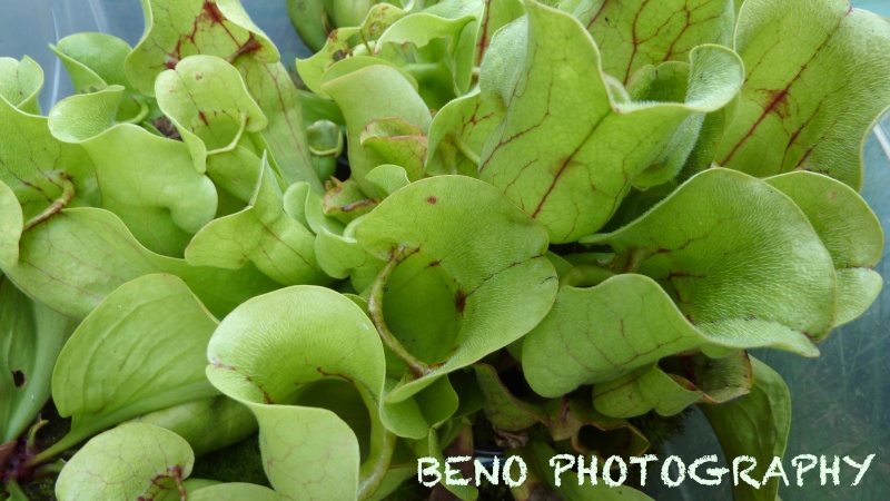 Sarracenia "Purpurea" P1070513