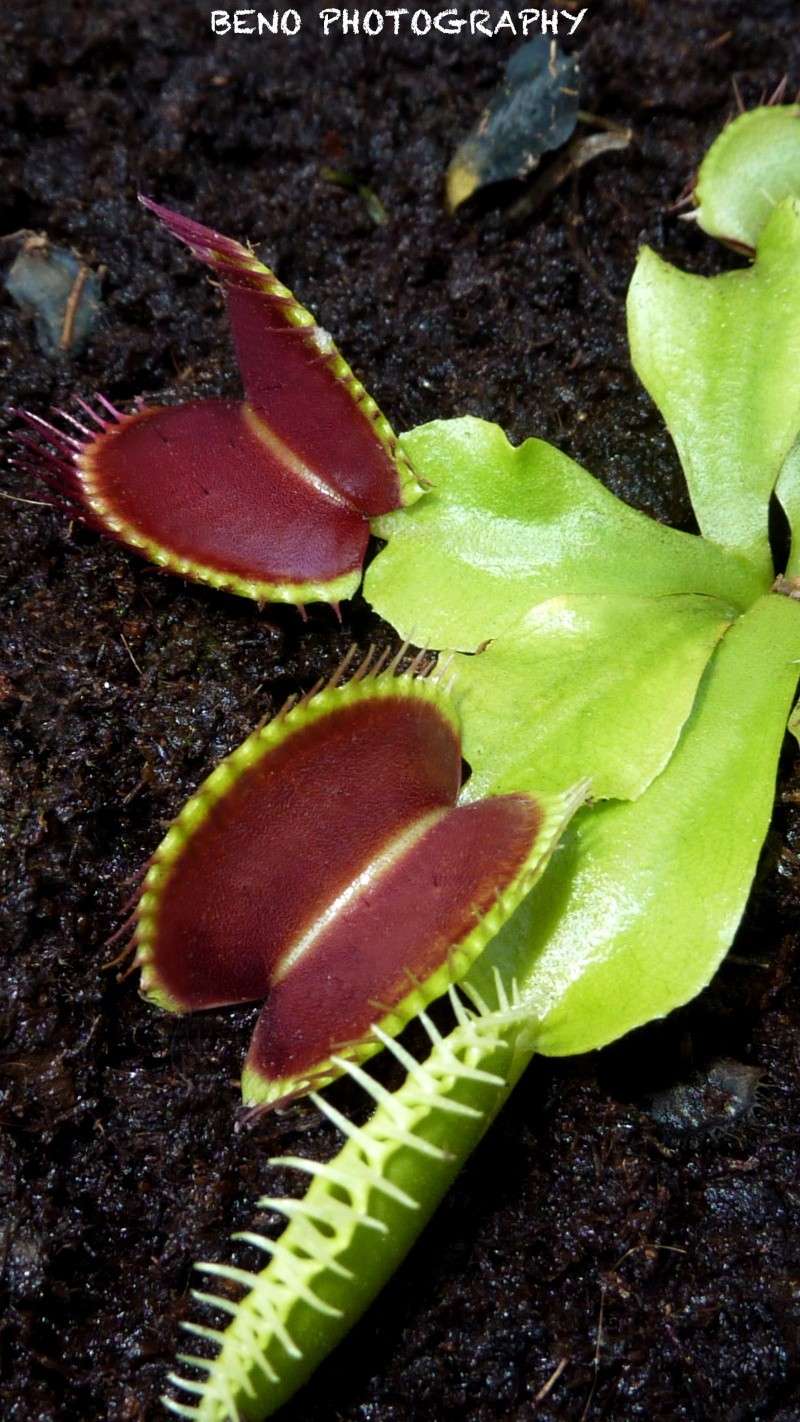 Dionaea "Type" P1070717