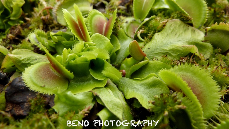 Dionaea "Bristle Tooth" P1080113