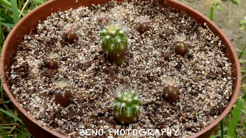 Cactus Beno P1080116