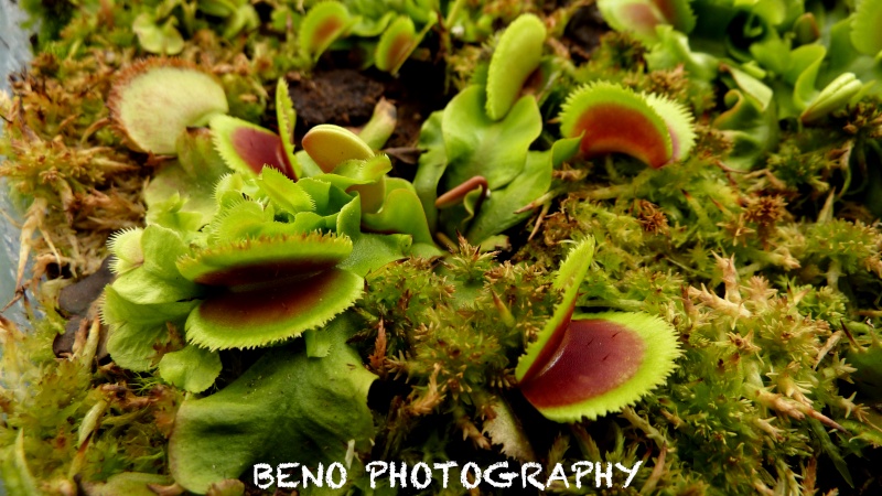 Dionaea "Bristle Tooth" P1080313