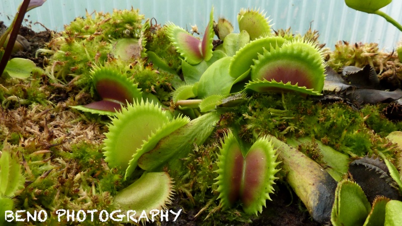 Dionaea "UK Sawtooth II" P1080314