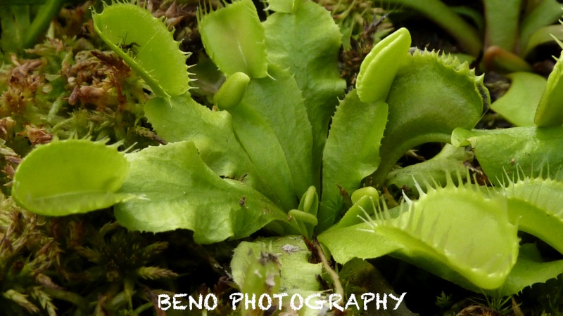 Dionaea "Triton" P1080317