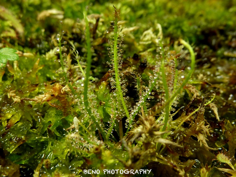 Drosera "Filiformis" P1080717